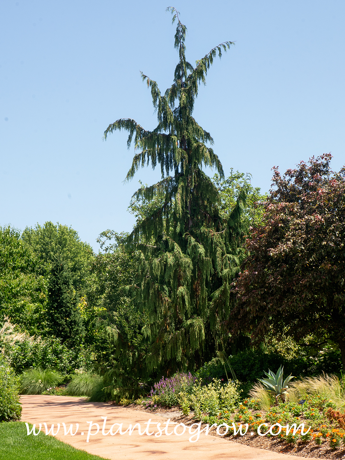 Weeping Yellow Cypress (Chamaecyparis nootkatensis Pendula)